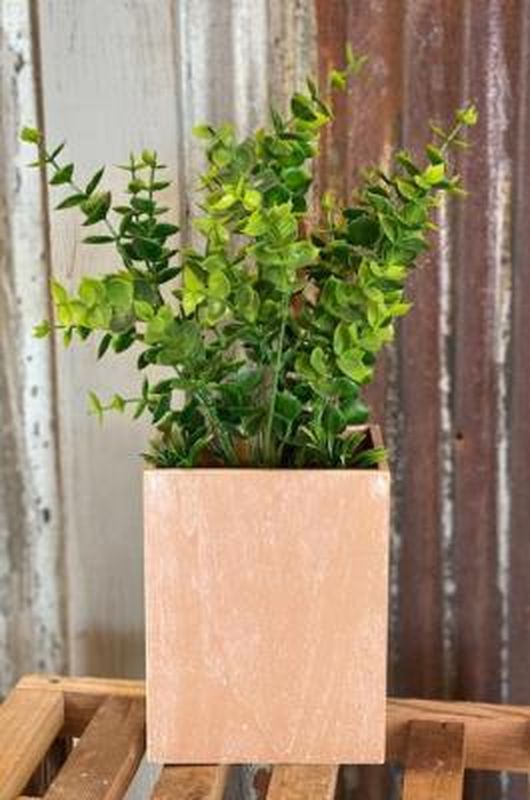 Boxwood Plant in a Brown Box Planter