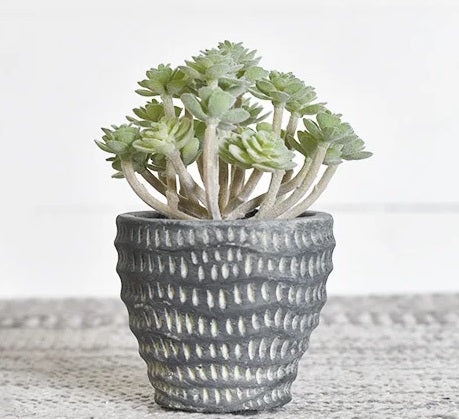 Dusty Succulent in Pot