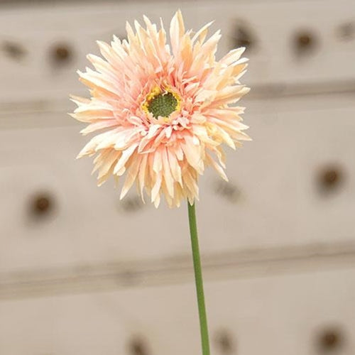 Gerbera Daisy Stem