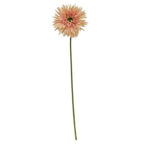 Gerbera Daisy Stem