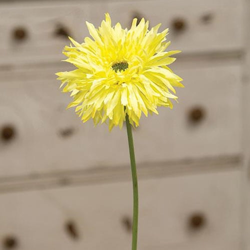 Gerbera Daisy Stem