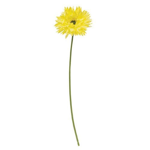 Gerbera Daisy Stem