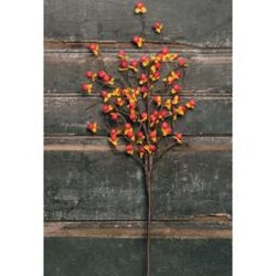 Bittersweet Spray, 18"