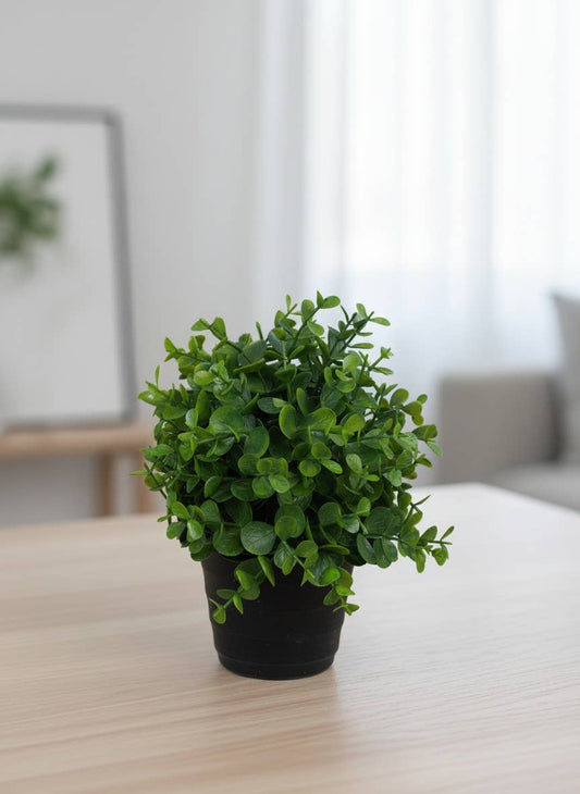 Boxwood Pot
