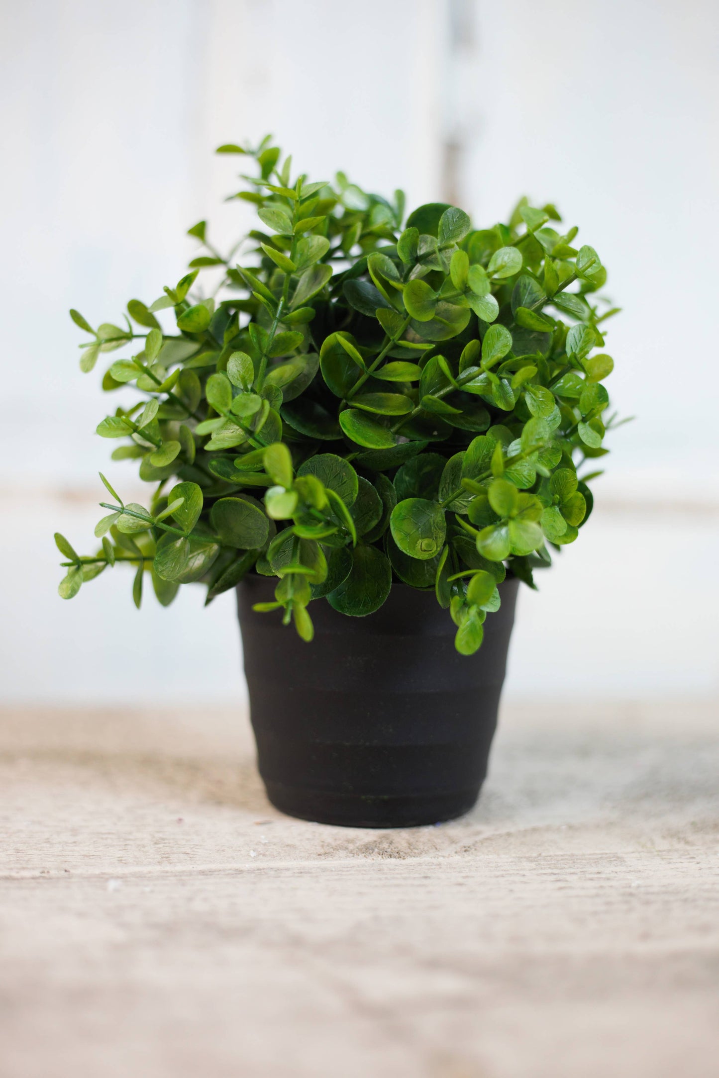 Boxwood Pot